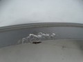 DSC09763.JPG