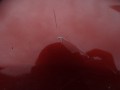 DSC09972.JPG