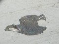 DSC06911.JPG