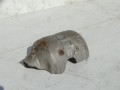 DSC06935.JPG