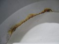 DSC07624.JPG