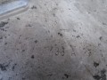 DSC05636.JPG
