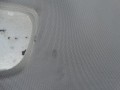 DSC02425.JPG