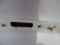 DSC09440.JPG