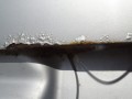DSC09588.JPG