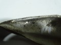 DSC06073.JPG
