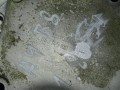 DSC08245.JPG