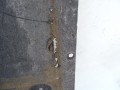 DSC08103.JPG