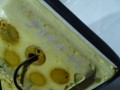 DSC01082.JPG