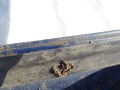 DSC08138.JPG