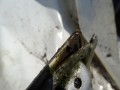 DSC08276.JPG