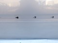 104_4661.JPG