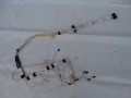 DSC04435.JPG