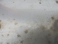 DSC09227.JPG