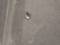 DSC07052.JPG
