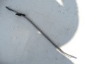 DSC08678.JPG