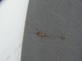 DSC00460.JPG