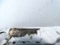 DSC06086.JPG