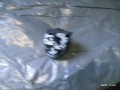 5926780788