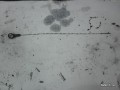 5106232404
